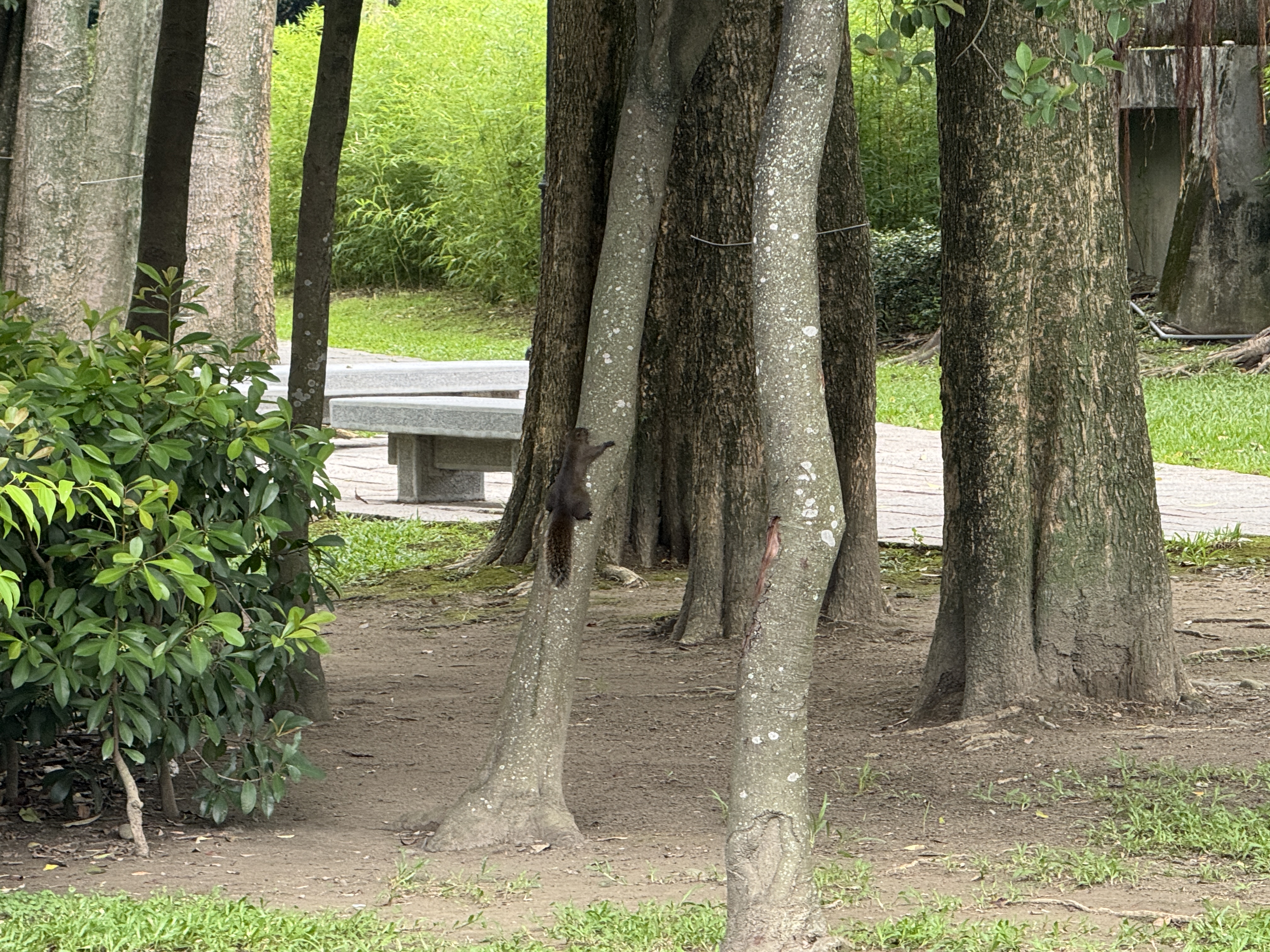 國父紀念館園區步道旁的樹群與植栽，形成安靜的綠色景觀。